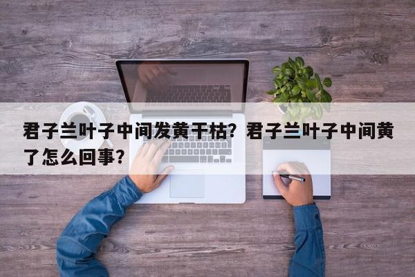 君子兰叶子中间发黄干枯？君子兰叶子中间黄了怎么回事？-第1张图片-我家生活百科