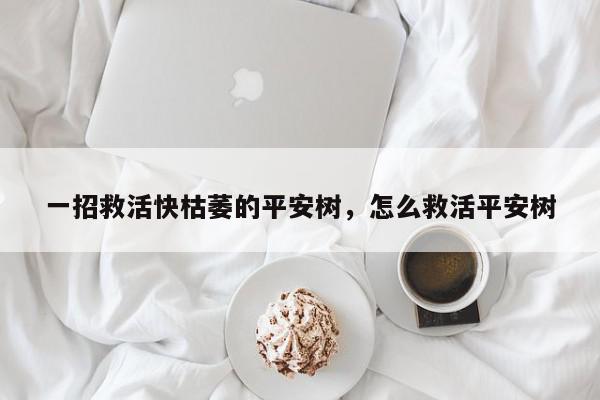 一招救活快枯萎的平安树，怎么救活平安树-第1张图片-我家生活百科