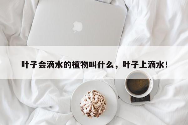 叶子会滴水的植物叫什么，叶子上滴水！-第1张图片-我家生活百科