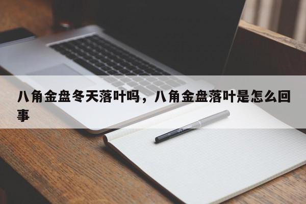 八角金盘冬天落叶吗，八角金盘落叶是怎么回事-第1张图片-我家生活百科