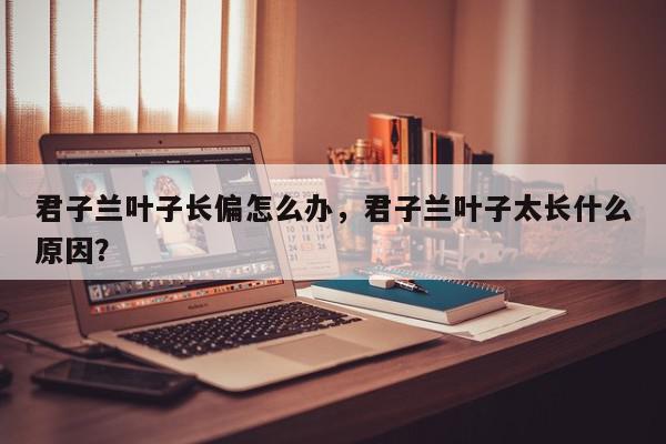 君子兰叶子长偏怎么办，君子兰叶子太长什么原因？-第1张图片-我家生活百科