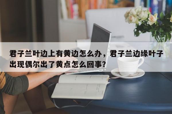 君子兰叶边上有黄边怎么办，君子兰边缘叶子出现偶尔出了黄点怎么回事？-第1张图片-我家生活百科