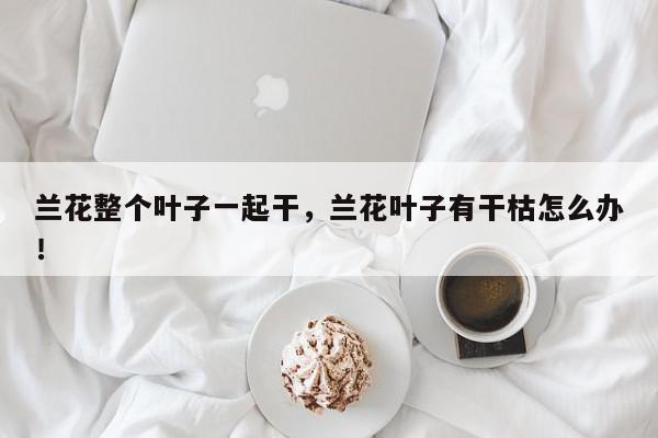 兰花整个叶子一起干，兰花叶子有干枯怎么办！-第1张图片-我家生活百科
