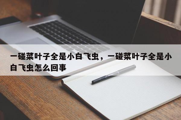 一碰菜叶子全是小白飞虫，一碰菜叶子全是小白飞虫怎么回事-第1张图片-我家生活百科
