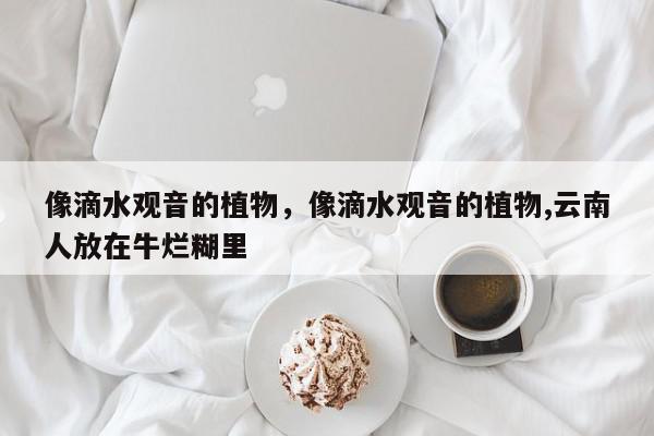 像滴水观音的植物，像滴水观音的植物,云南人放在牛烂糊里-第1张图片-我家生活百科