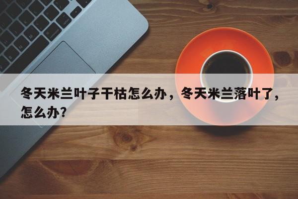 冬天米兰叶子干枯怎么办，冬天米兰落叶了,怎么办？-第1张图片-我家生活百科