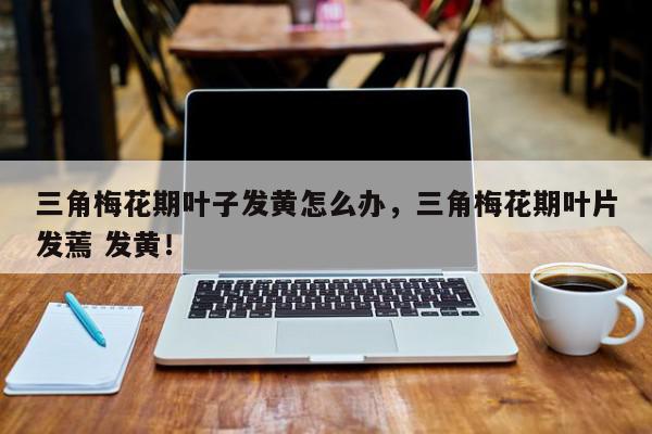 三角梅花期叶子发黄怎么办，三角梅花期叶片发蔫 发黄！-第1张图片-我家生活百科