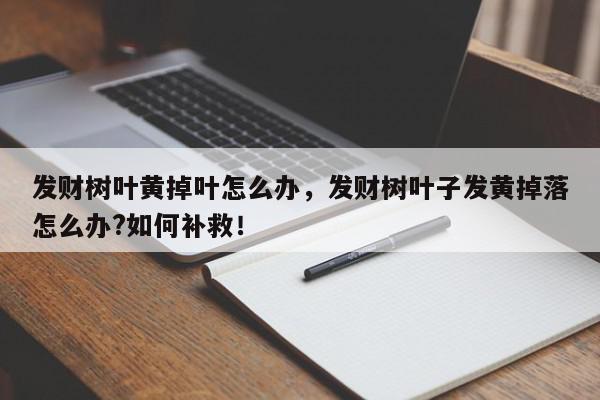 发财树叶黄掉叶怎么办，发财树叶子发黄掉落怎么办?如何补救！-第1张图片-我家生活百科