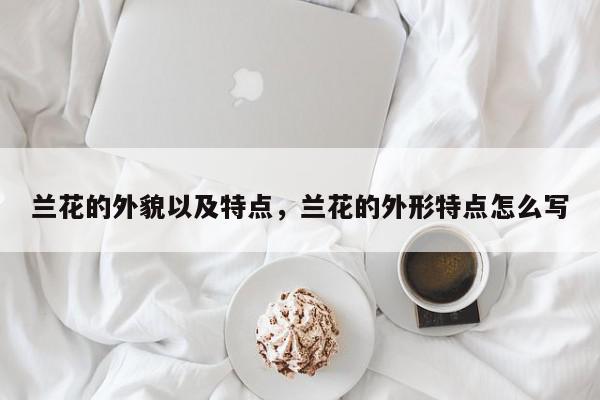 兰花的外貌以及特点，兰花的外形特点怎么写-第1张图片-我家生活百科