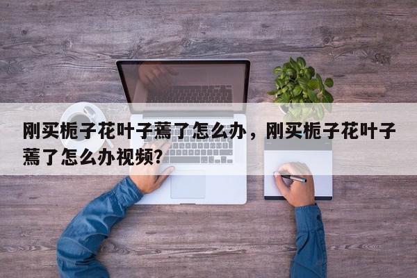 刚买栀子花叶子蔫了怎么办，刚买栀子花叶子蔫了怎么办视频？-第1张图片-我家生活百科