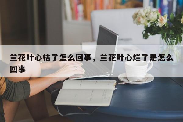 兰花叶心枯了怎么回事，兰花叶心烂了是怎么回事-第1张图片-我家生活百科
