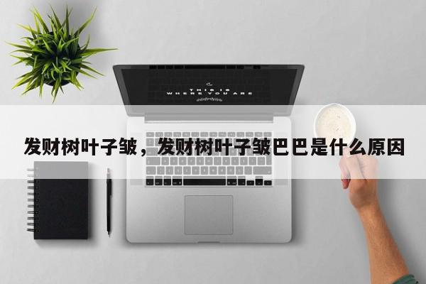 发财树叶子皱，发财树叶子皱巴巴是什么原因-第1张图片-我家生活百科