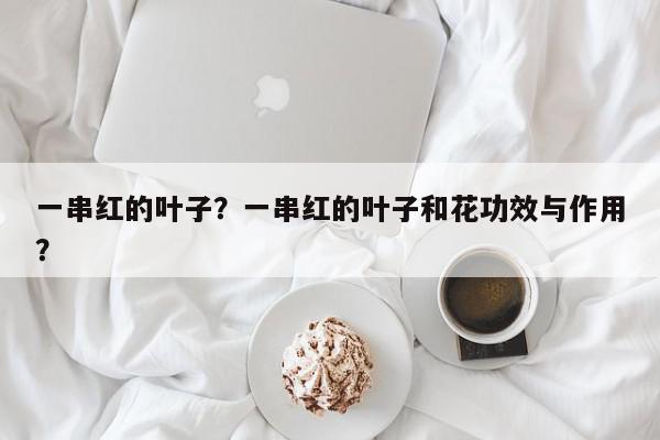 一串红的叶子？一串红的叶子和花功效与作用？-第1张图片-我家生活百科