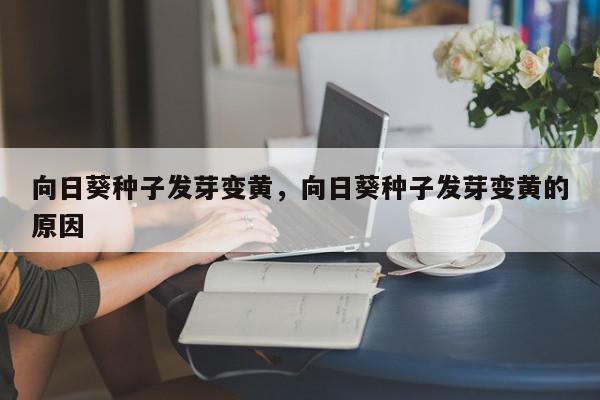 向日葵种子发芽变黄，向日葵种子发芽变黄的原因-第1张图片-我家生活百科