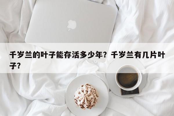 千岁兰的叶子能存活多少年？千岁兰有几片叶子？-第1张图片-我家生活百科