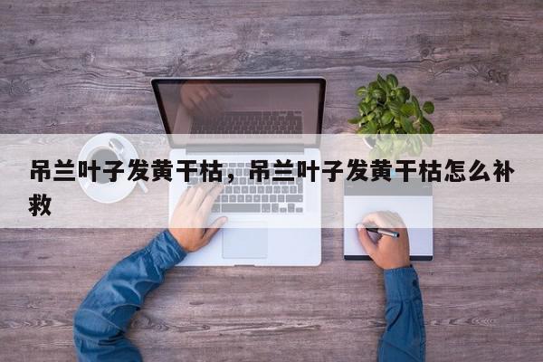吊兰叶子发黄干枯，吊兰叶子发黄干枯怎么补救-第1张图片-我家生活百科