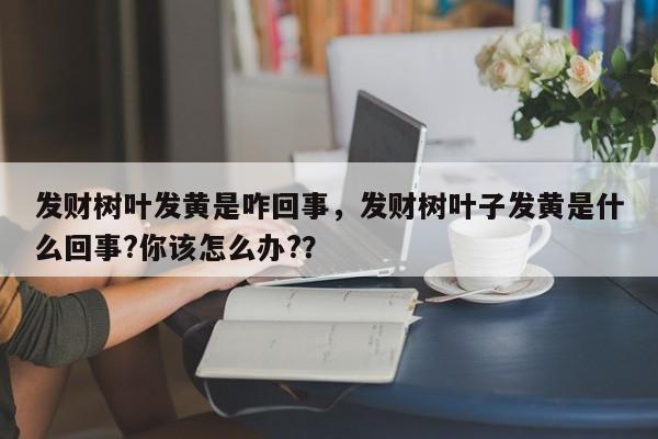 发财树叶发黄是咋回事，发财树叶子发黄是什么回事?你该怎么办?？-第1张图片-我家生活百科