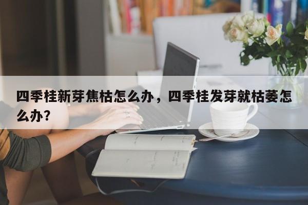 四季桂新芽焦枯怎么办，四季桂发芽就枯萎怎么办？-第1张图片-我家生活百科