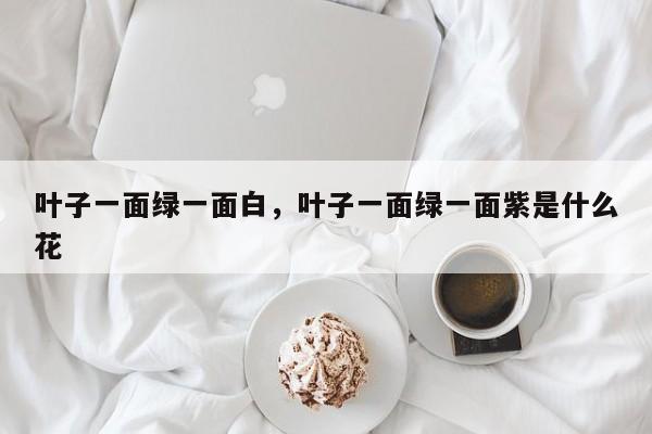 叶子一面绿一面白，叶子一面绿一面紫是什么花-第1张图片-我家生活百科