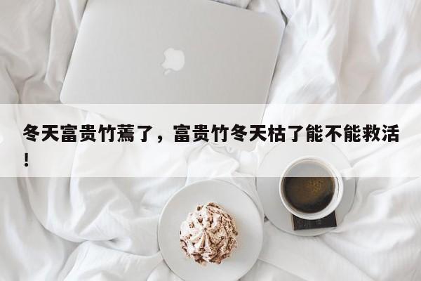 冬天富贵竹蔫了，富贵竹冬天枯了能不能救活！-第1张图片-我家生活百科