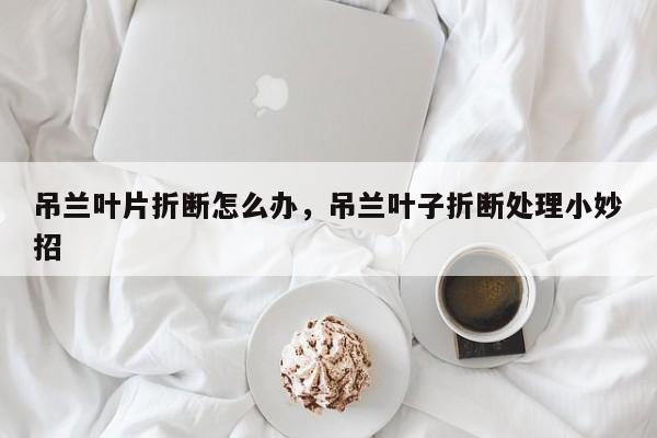 吊兰叶片折断怎么办，吊兰叶子折断处理小妙招-第1张图片-我家生活百科