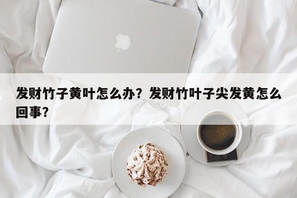 发财竹子黄叶怎么办？发财竹叶子尖发黄怎么回事？-第1张图片-我家生活百科