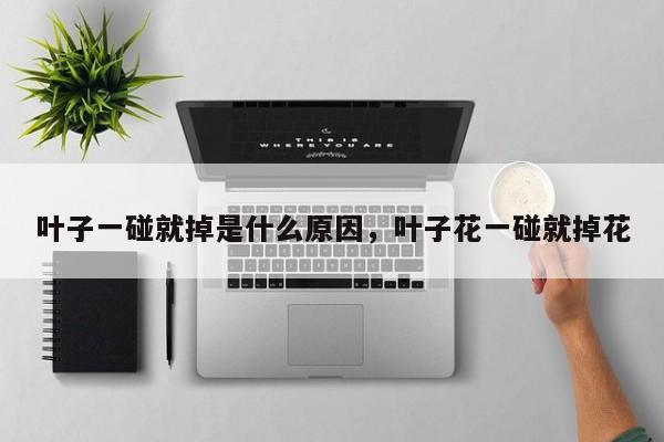 叶子一碰就掉是什么原因，叶子花一碰就掉花-第1张图片-我家生活百科