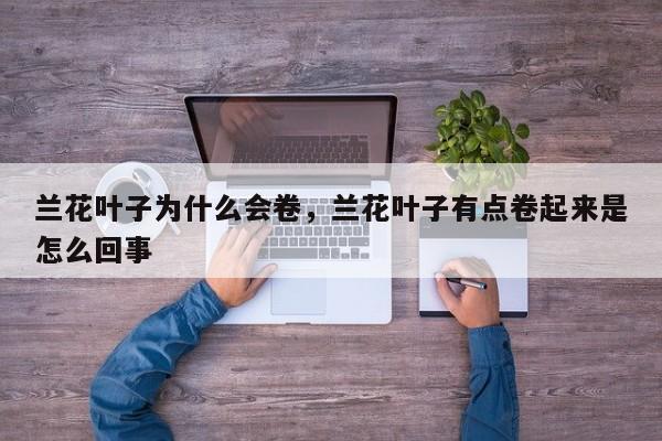 兰花叶子为什么会卷，兰花叶子有点卷起来是怎么回事-第1张图片-我家生活百科