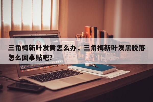 三角梅新叶发黄怎么办，三角梅新叶发黑脱落怎么回事贴吧？-第1张图片-我家生活百科
