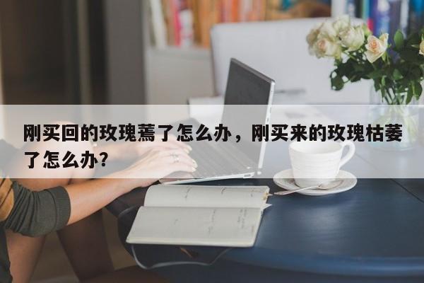 刚买回的玫瑰蔫了怎么办，刚买来的玫瑰枯萎了怎么办？-第1张图片-我家生活百科