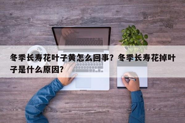 冬季长寿花叶子黄怎么回事？冬季长寿花掉叶子是什么原因？-第1张图片-我家生活百科