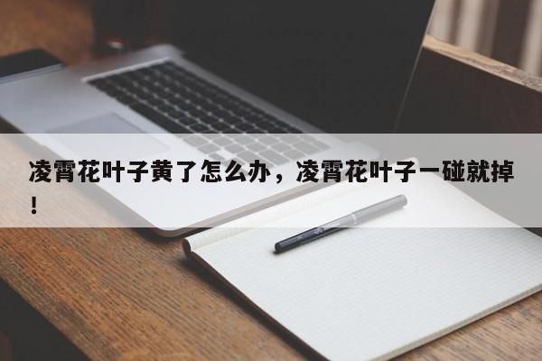 凌霄花叶子黄了怎么办,凌霄花叶子一碰就掉!-第1张图片-我家生活百科 凌霄花叶子黄了怎么办,凌霄花叶子一碰就掉!-第1张图片-我家生活百科