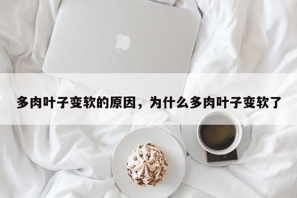 多肉叶子变软的原因,为什么多肉叶子变软了-第1张图片-我家生活百科 多肉叶子变软的原因,为什么多肉叶子变软了-第1张图片-我家生活百科