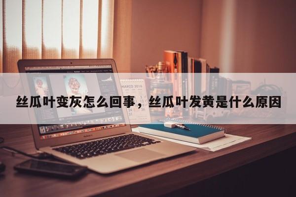 丝瓜叶变灰怎么回事，丝瓜叶发黄是什么原因-第1张图片-我家生活百科