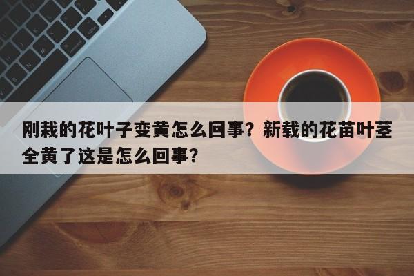 刚栽的花叶子变黄怎么回事？新载的花苗叶茎全黄了这是怎么回事？-第1张图片-我家生活百科