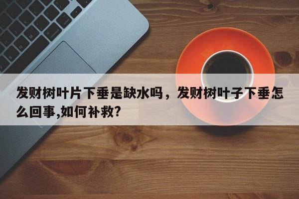 发财树叶片下垂是缺水吗，发财树叶子下垂怎么回事,如何补救?-第1张图片-我家生活百科