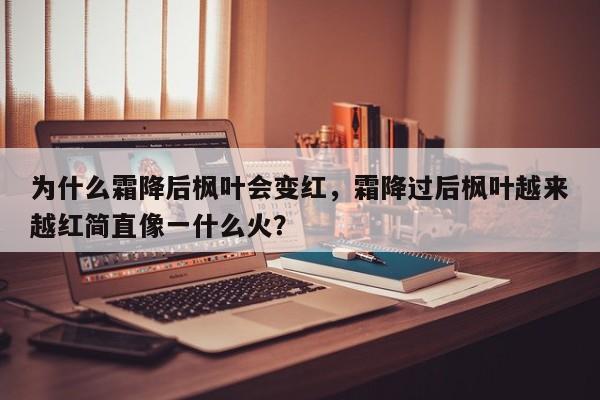 为什么霜降后枫叶会变红，霜降过后枫叶越来越红简直像一什么火？-第1张图片-我家生活百科