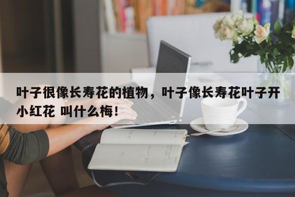 叶子很像长寿花的植物，叶子像长寿花叶子开小红花 叫什么梅！-第1张图片-我家生活百科