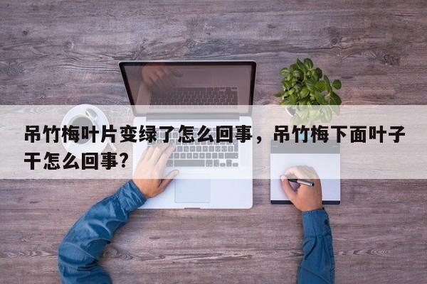 吊竹梅叶片变绿了怎么回事，吊竹梅下面叶子干怎么回事?-第1张图片-我家生活百科