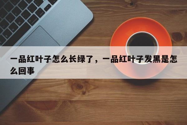 一品红叶子怎么长绿了，一品红叶子发黑是怎么回事-第1张图片-我家生活百科