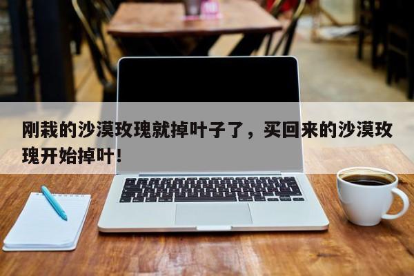 刚栽的沙漠玫瑰就掉叶子了，买回来的沙漠玫瑰开始掉叶！-第1张图片-我家生活百科