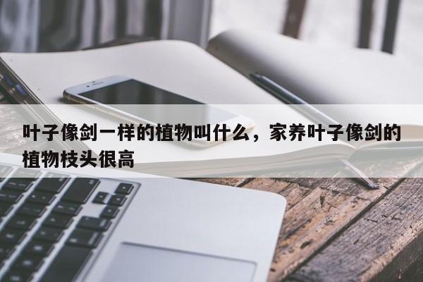 叶子像剑一样的植物叫什么，家养叶子像剑的植物枝头很高-第1张图片-我家生活百科