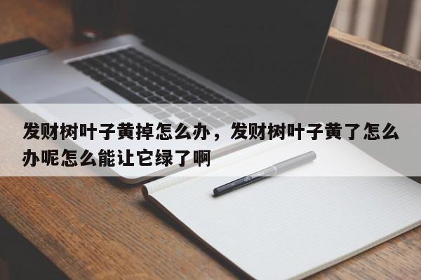 发财树叶子黄掉怎么办，发财树叶子黄了怎么办呢怎么能让它绿了啊-第1张图片-我家生活百科