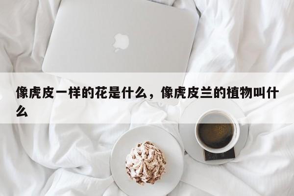 像虎皮一样的花是什么，像虎皮兰的植物叫什么-第1张图片-我家生活百科
