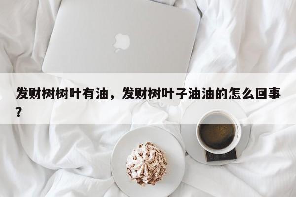 发财树树叶有油，发财树叶子油油的怎么回事？-第1张图片-我家生活百科