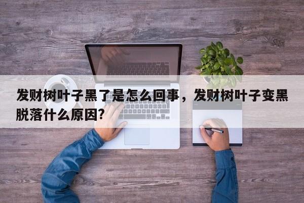 发财树叶子黑了是怎么回事，发财树叶子变黑脱落什么原因?-第1张图片-我家生活百科