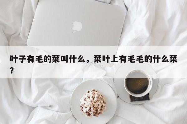 叶子有毛的菜叫什么，菜叶上有毛毛的什么菜？-第1张图片-我家生活百科