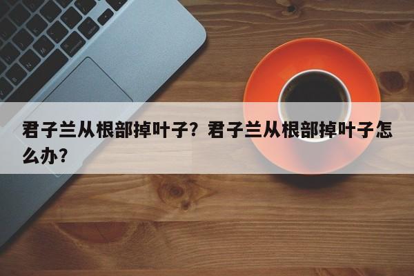 君子兰从根部掉叶子？君子兰从根部掉叶子怎么办？-第1张图片-我家生活百科