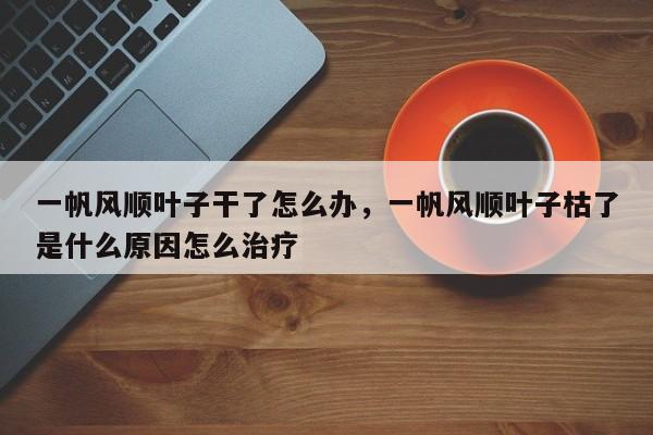 一帆风顺叶子干了怎么办，一帆风顺叶子枯了是什么原因怎么治疗-第1张图片-我家生活百科