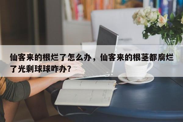仙客来的根烂了怎么办，仙客来的根茎都腐烂了光剩球球咋办？-第1张图片-我家生活百科